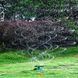 Розумна система поливу NEW автоматична для газонів на 360 градусів Lawn Sprinkler LAS360 фото 5