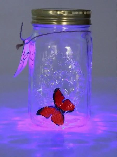 Декоративний нічник Метелик у банку Butterfly Інтерактивний метелик, що пурхає, в банку з підсвічуванням BUTT90 фото